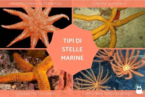 Tipi di ghiacciaie marine