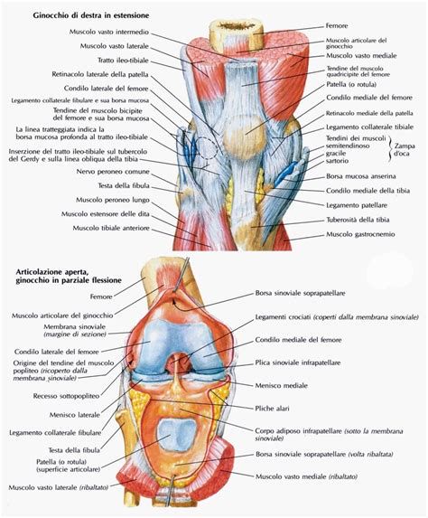 Anatomia della borsa sinoviale del ginocchio