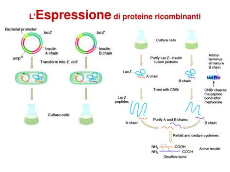 Protocollo di espressione di proteine ricombinanti