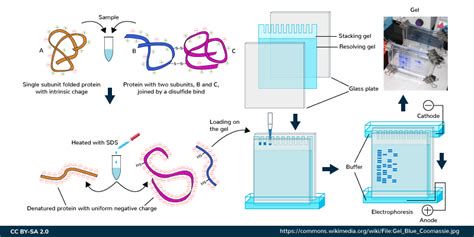 Schema di funzionamento SDS-PAGE