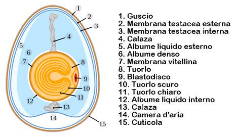 Diagramma che illustra la cuticola dell'uovo e la sua funzione protettiva