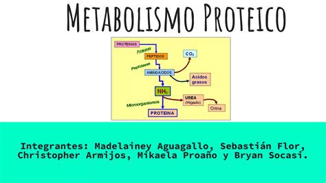 Schema del metabolismo proteico e ormonale